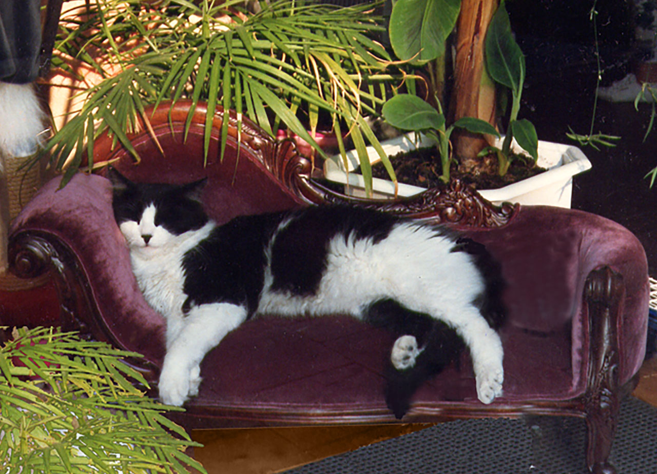 Sylvester2